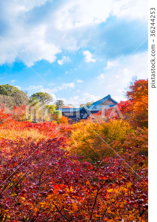 Tofukuji Tonchibashi秋葉 36244253