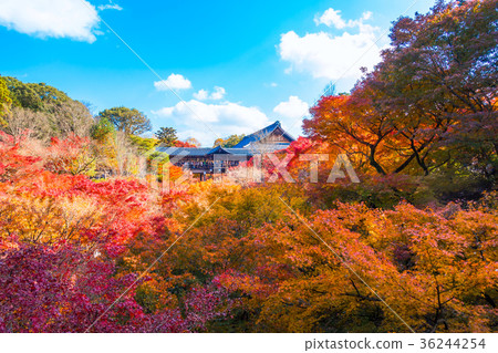 Tofukuji Tonchibashi秋葉 36244254