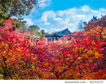Tofukuji Tonchibashi秋葉 36244255