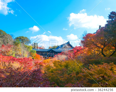 Tofukuji Tonchibashi秋葉 36244256