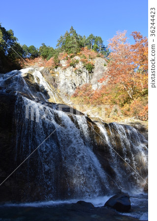 Hakusan Shirakawago白色秋葉的Hagigataki 36244423