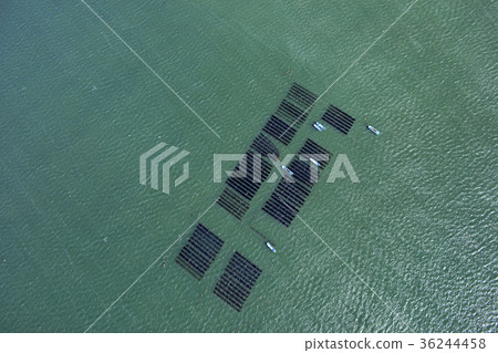 Futtsu salmon / Nori seaweed culture 36244458