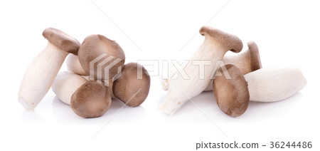 King oyster mushroom Pleurotus eryngii on white King oyster mushroom Pleurotus eryngii on white 36244486