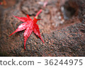 Autumn leaves 36244975