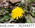 Dandelion 36244977