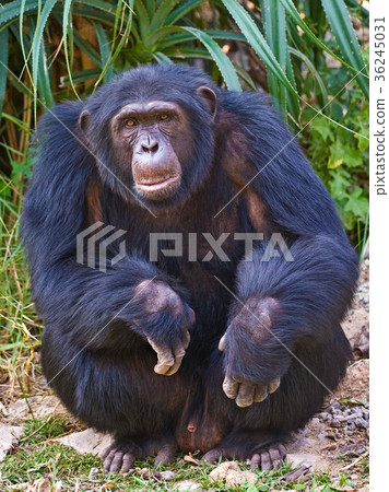 Squatting Chimpanzee 36245031