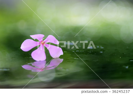 flower and spa for background flower and spa for background 36245237