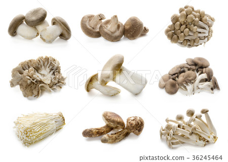 Various mushrooms Various mushrooms 36245464