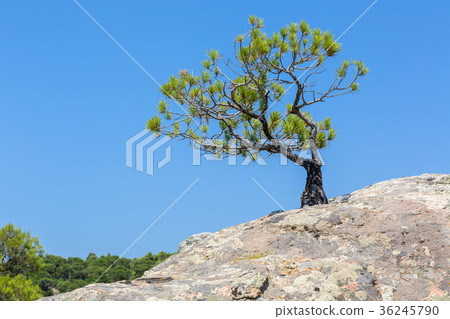 Lonely pine grows on rock. Sithonia Peninsula. Lonely pine grows on rock. Sithonia Peninsula. 36245790