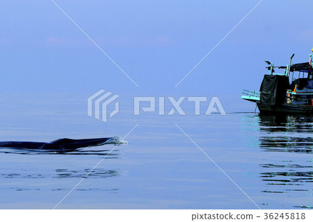 Bryde's whale in the sea of Thailand Bryde's whale in the sea of Thailand 36245818