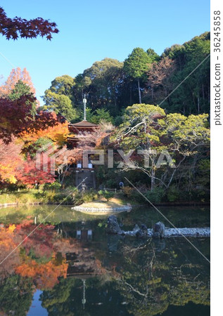 Joruri-ji寺三重塔在秋葉上色 Joruri-ji寺三重塔在秋葉上色 36245858