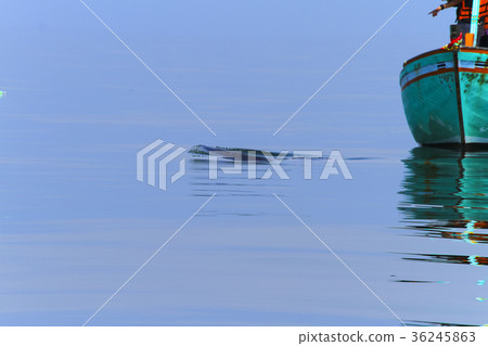 Bryde's whale,Thailand Bryde's whale,Thailand 36245863
