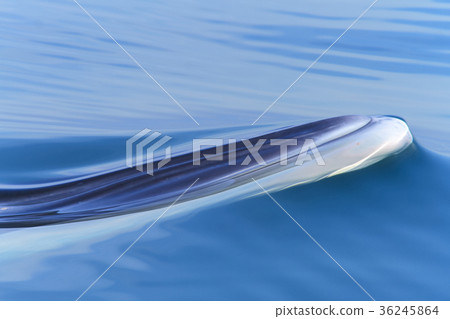 Head of the whale,Bryde's whale, Eden's whale Head of the whale,Bryde's whale, Eden's whale 36245864