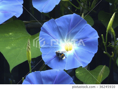 牽牛花到蜜蜂 牽牛花到蜜蜂 36245910