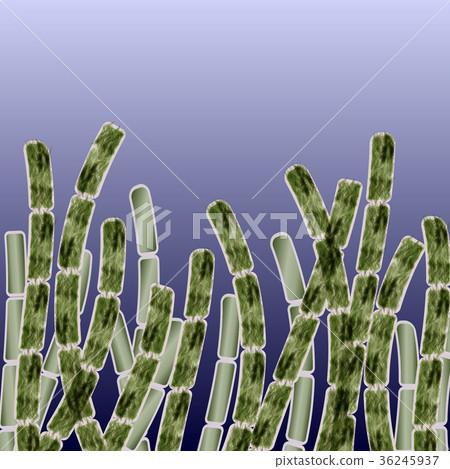 multicellular organism algae multicellular organism algae 36245937