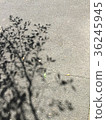 Autumn, afternoon tree shadow 36245945