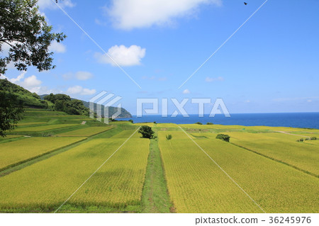 Sodei's rice terrace Sodei's rice terrace 36245976