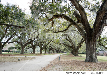 Boonhall種植園,南卡羅來納州查爾斯頓 Boonhall種植園,南卡羅來納州查爾斯頓 36246098