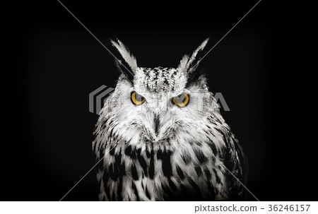 face of owl looking camera face of owl looking camera 36246157