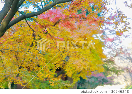 後樂園秋葉 後樂園秋葉 36246248