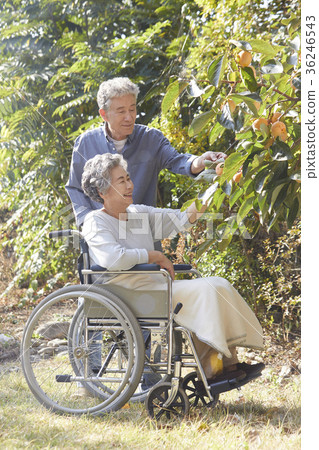 Family, old couple, husband, wife, wheelchair 36246543