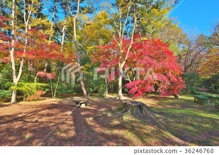 Kyoto Gyoen in the fall 36246768