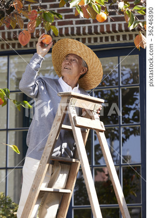 Elderly man, grandfather, persimmon, harvest 36246890