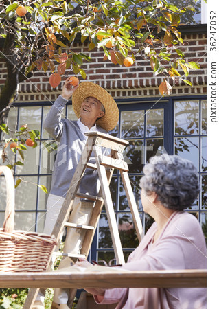 Family, old couple, husband, wife, persimmon, harvest Family, old couple, husband, wife, persimmon, harvest 36247052