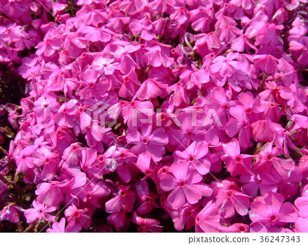 Moss phlox Moss phlox 36247343