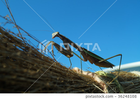 螳螂從下面傾斜 36248108