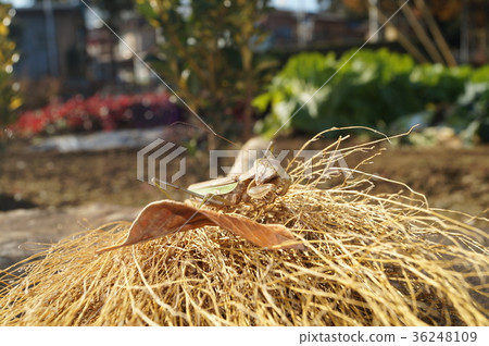 Gillot，螳螂 36248109