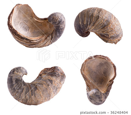Gryphaea dilatata isolated 36248404
