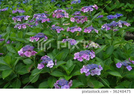  hydrangea 36248475