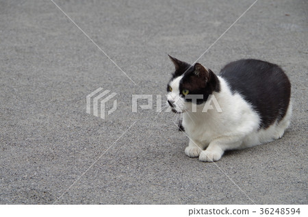 Cat Cat 36248594