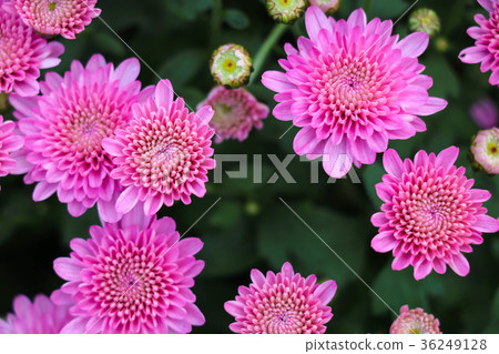 菊花-台灣之美 菊花-台灣之美 36249128