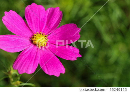 菊花-台灣之美 36249133