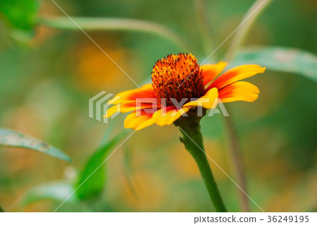 菊花-台灣之美 36249195