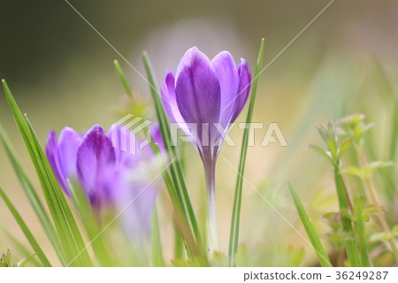 Crocus Crocus 36249287