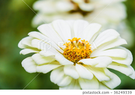 菊花-台灣之美the beautiful blooming flowers / daisy 36249339