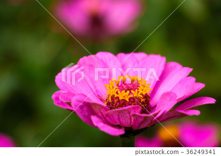 菊花-台灣之美the beautiful blooming flowers / daisy 36249341