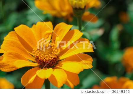 菊花-台灣之美the beautiful blooming flowers / daisy 36249345