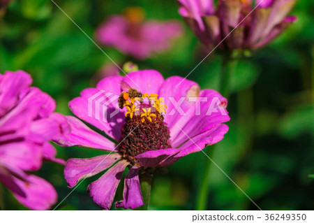 菊花-台灣之美the beautiful blooming flowers / daisy 菊花-台灣之美the beautiful blooming flowers / daisy 36249350