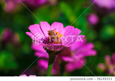 菊花-台灣之美the beautiful blooming flowers / daisy 菊花-台灣之美the beautiful blooming flowers / daisy 36249351