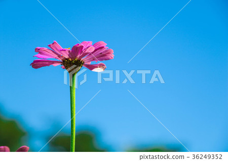 菊花-台灣之美the beautiful blooming flowers / daisy 菊花-台灣之美the beautiful blooming flowers / daisy 36249352