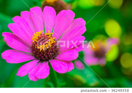 菊花-台灣之美the beautiful blooming flowers / daisy 36249358