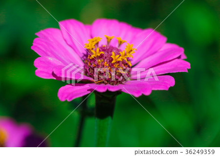 菊花-台灣之美the beautiful blooming flowers / daisy 36249359