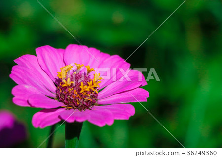 菊花-台灣之美the beautiful blooming flowers / daisy 36249360