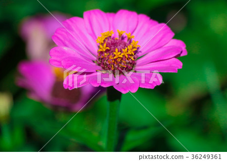 Chrysanthemum - the beauty of Taiwan the beautiful blooming flowers / daisy Chrysanthemum - the beauty of Taiwan the beautiful blooming flowers / daisy 36249361