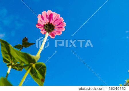 菊花-台灣之美the beautiful blooming flowers / daisy 菊花-台灣之美the beautiful blooming flowers / daisy 36249362