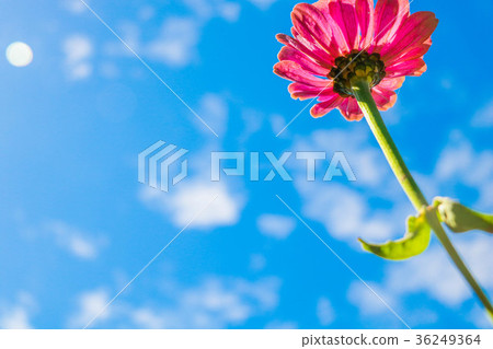 菊花-台灣之美the beautiful blooming flowers / daisy 36249364